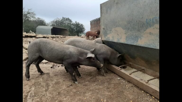 Rent accommodation in Portugal Alentejo area