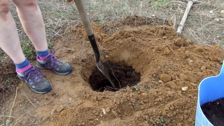 Gardening in Portugal | #1 Planting the Trees on our Land Gardening in Portugal | #1 Planting the Trees on our Land