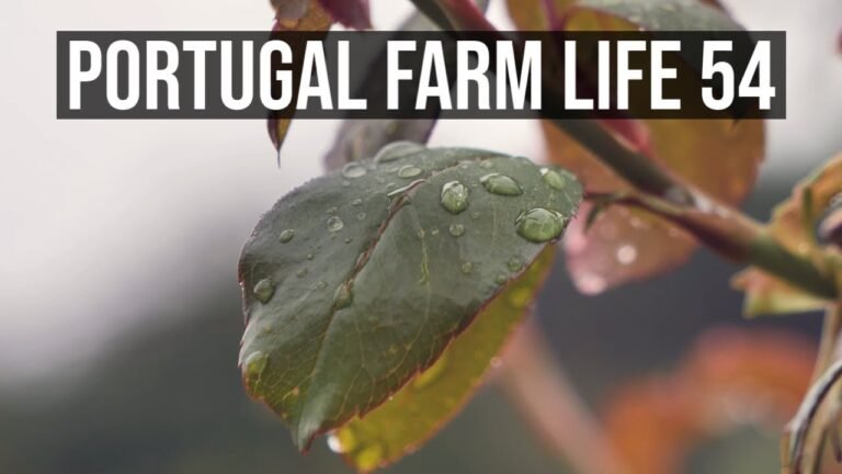 Portugal Farm Life 54 – Last of the Summer 'Whine'