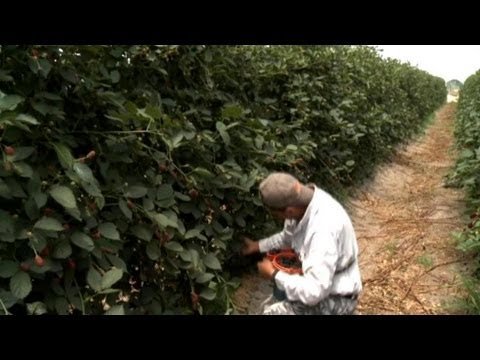 Portugal: Seasonal Workers Sought | European Journal