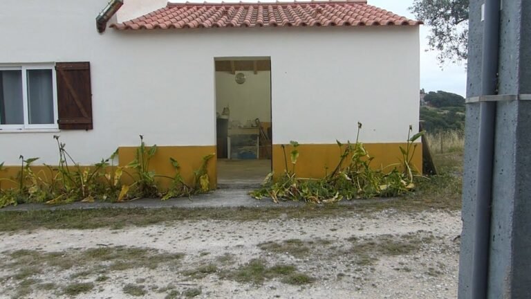 Tidying up the Oldest Building on the Property in Portugal