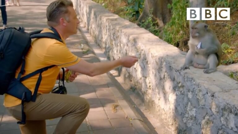 Why are these monkeys stealing from tourists? | World's Sneakiest Animals – BBC