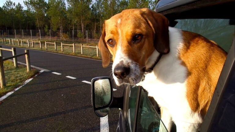 Getting Back to Portugal to Visit our Land and Tiny House