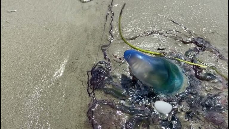 Portuguese Man O' War Washed Ashore Horseneck Beach in Westport