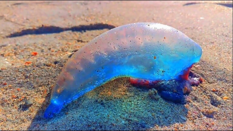 Portuguese Man of Wars Invade Florida Beaches