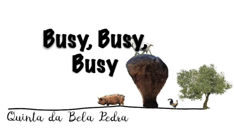 Bela Pedra, my Portuguese Farm: Part 55 (Busy Busy Busy)