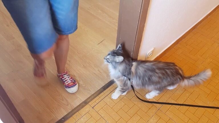 Buying a Farm in Portugal – Episode 15 – Moving into our new rental