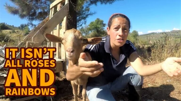 Expensive lesson learnt, a hurt hoof and some new guinea fools – Off-Grid #41