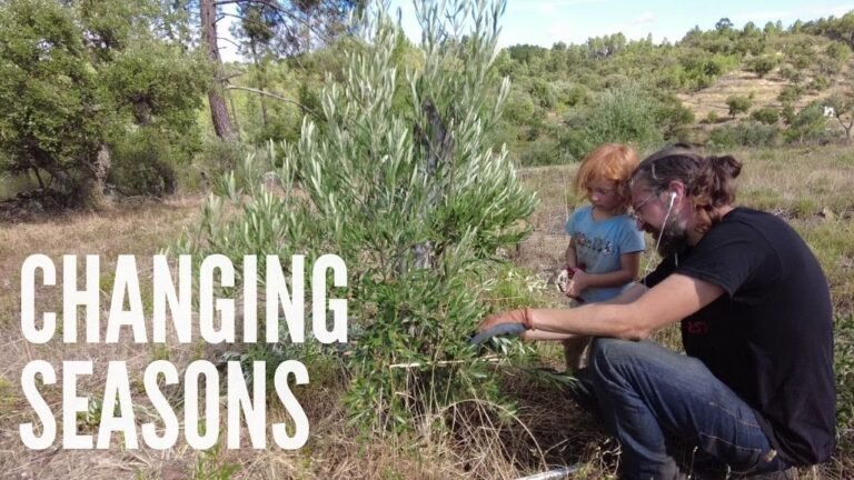 The changing seasons on our farm in Central Portugal – Pruning olive trees, kimchi, more building