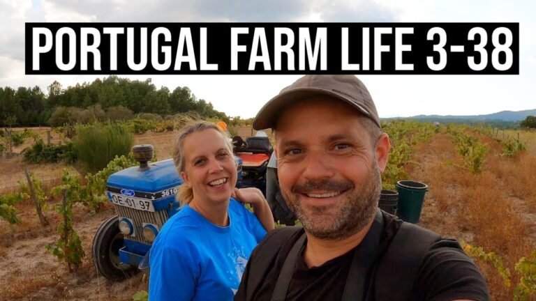 Vineyard Grape harvest with the Neighbours🍇 | PORTUGAL FARM LIFE S3-E38 🌞