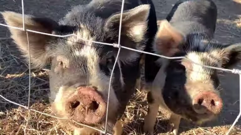 #27 | Fun on an off-grid farm in Central Portugal 🐷