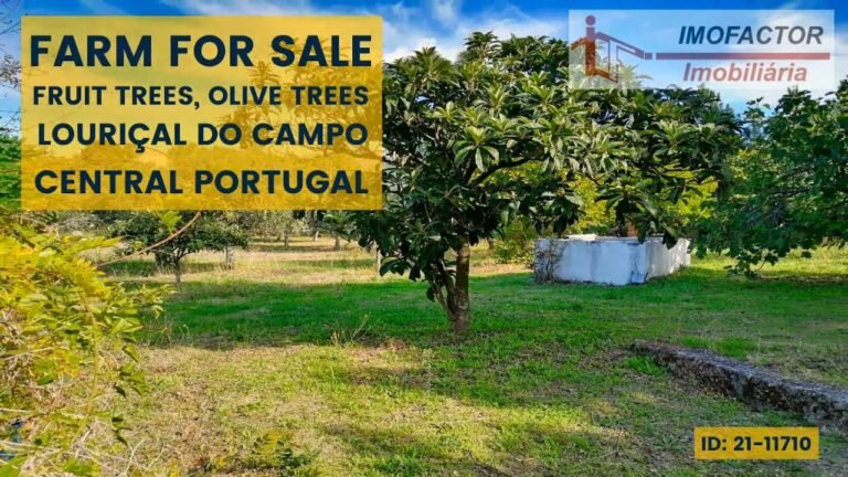 🌾 Farm For Sale – Outbuildings, Olive Trees, Fruit Trees / Central Portugal | €48500