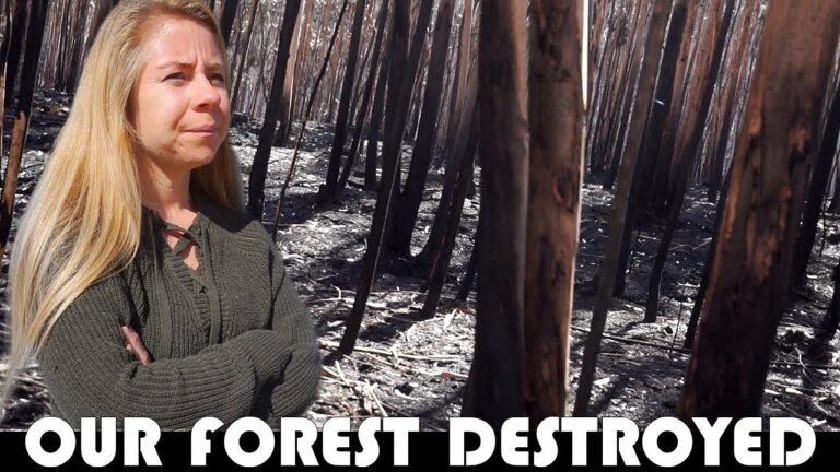 🔥 OUR FOREST IS DESTROYED BY PORTUGAL'S FOREST FIRES 🔥 FAMILY DAILY VLOG
