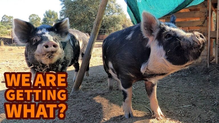 Off-Grid bartering and buck troubles- Life in Portugal #3