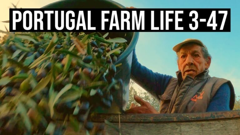 Farm Life is the best Life – Harvesting Olives ❤ | PORTUGAL FARM LIFE S3-E47