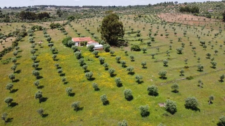 Farm to sell in central south Portugal with 3,7ha / € 67.500 / centralportugalnatural@gmail.com