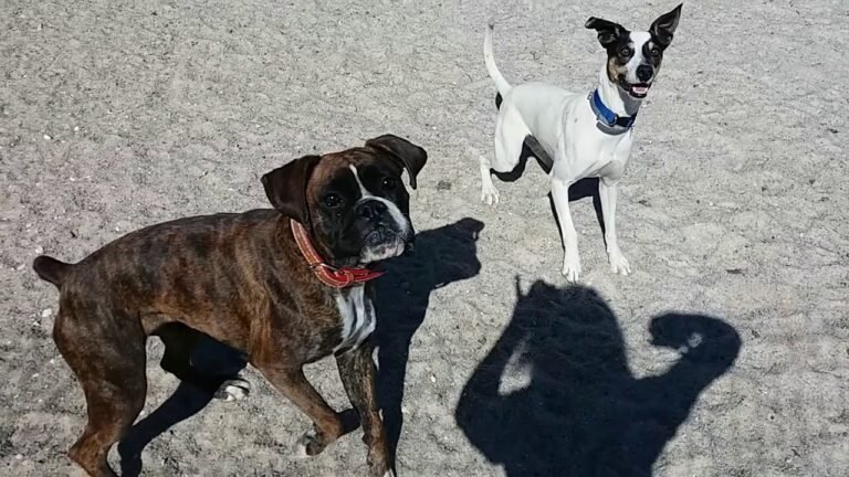 Hotel de cães em Portugal