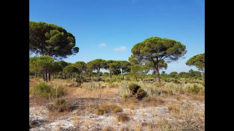 Land For Sale in Comporta Portugal – 51 Hectares