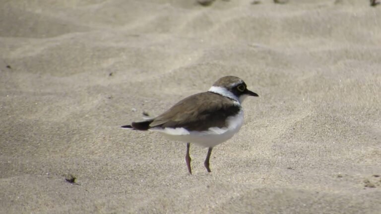 Little ringed plover (Charadrius dubius) – Costa de Caparica beaches, Portugal