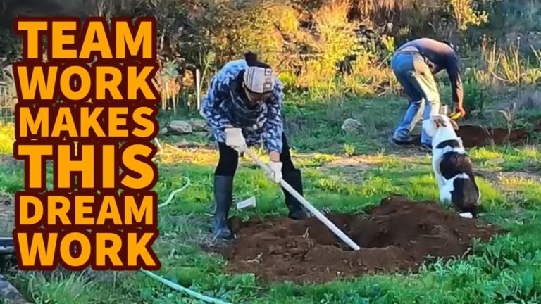 Living the dream, planting trees and farm maintenance –  Life in Portugal #6