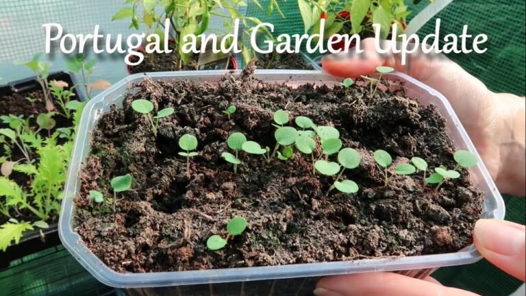 Our Portugal Plans and Garden Update – Our Travel, Our Land and Our Tiny House