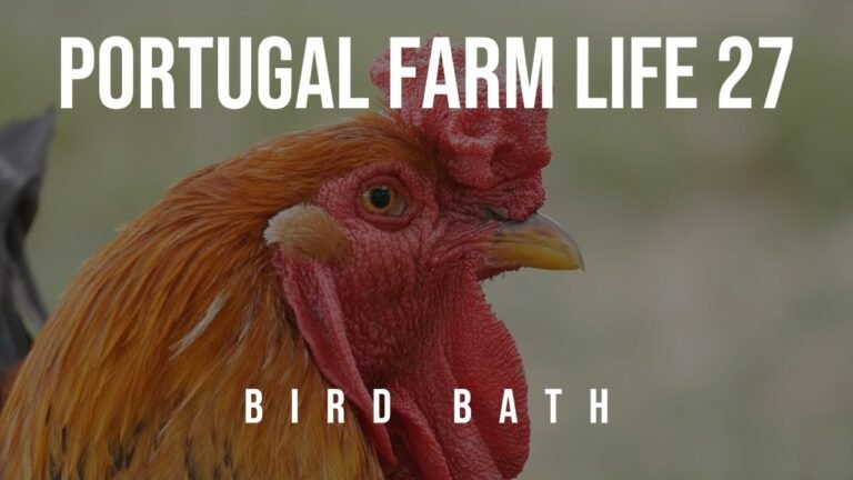 Portugal Farm Life – 27 – Keeping Chickens on a Portuguese Homestead