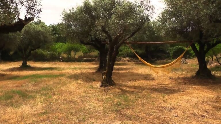 Property in central Portugal with land