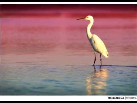 Algarve Apartments Rental