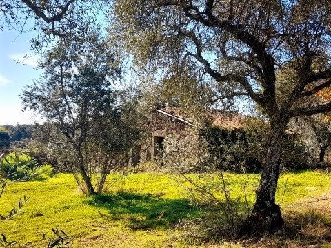 Fantastic farm with 2 ha and ruin in stone – São Vicente da Beira – Portugal