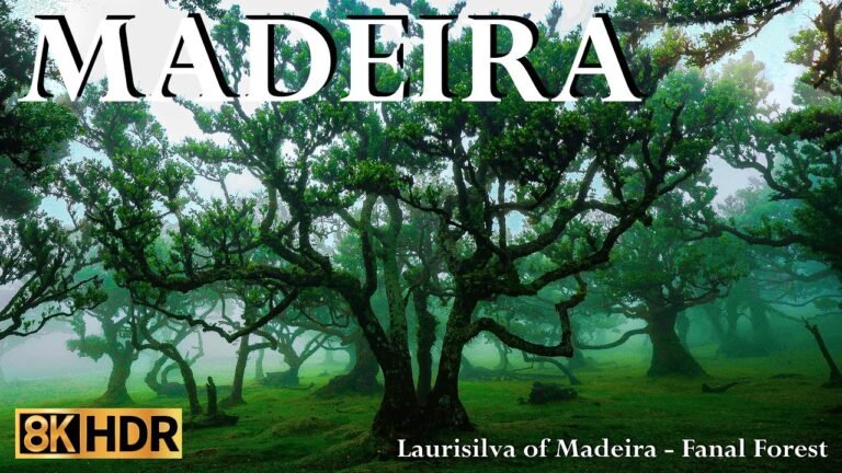 Laurisilva of Madeira – Fanal Forest –  Over 800 years old trees. – Portugal   8K