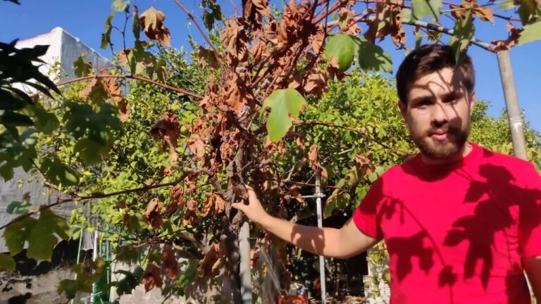 New House in Portugal –  Meditarranean Garden Tour