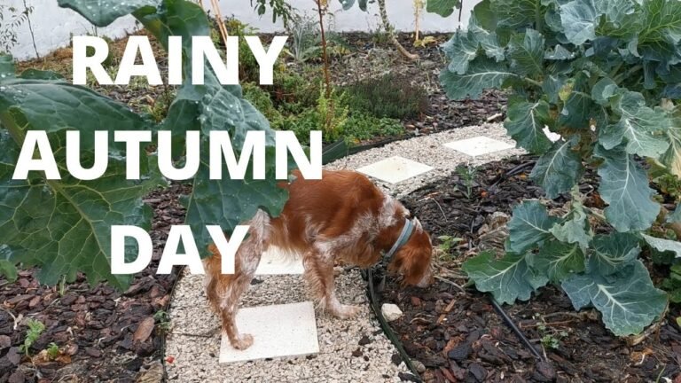 RAINY AUTUMN DAY IN OUR HOME | AUTUMN IN PORTUGAL