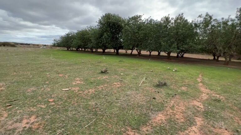 Rustic Land near Vilamoura, Quarteira, Algarve, Property FOR SALE