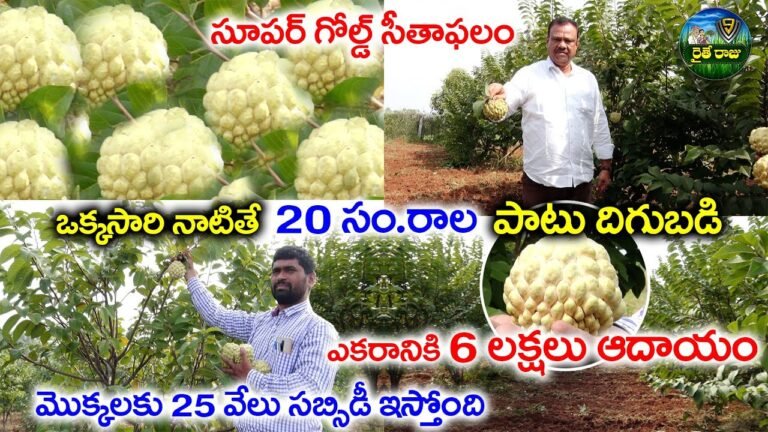 ఈ రకం సీతాఫలంతో లాభాలు|NMK Golden Custard Apple Cultivation| Farmers Earn Huge Profits| V9RaitheRaju