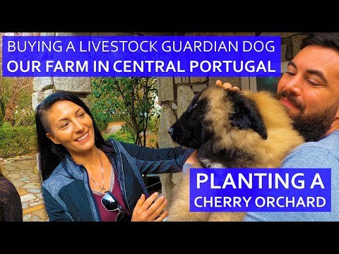 BUYING A LIVESTOCK GUARDIAN DOG & PLANTING CHERRY TREES / ORCHARD MAINTENANCE ON OUR PORTUGUESE FARM