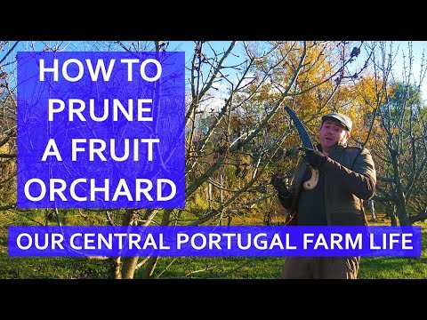 FRUIT FARM – HOW TO YEARLY MAINTAIN AN ORCHARD – CENTRAL PORTUGAL HOMESTEAD -LARGEMOUTH BASS FISHING