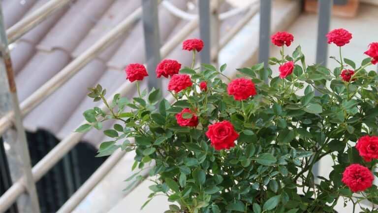 How to grow roses for beginners | Garden ideas How to grow roses for beginners | Garden ideas