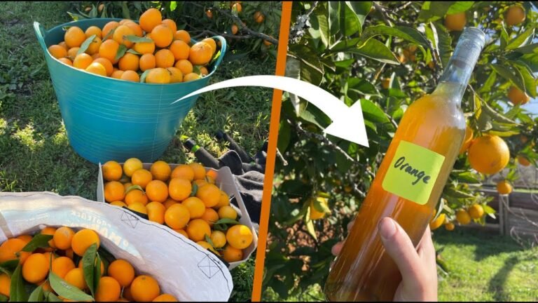 Juicing 500 Oranges to Make Orange Wine – Episode 053