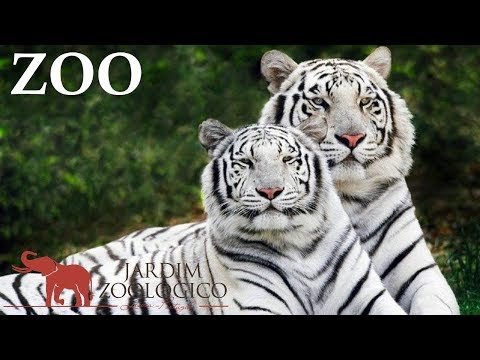 Lisbon Zoo – Portugal HD