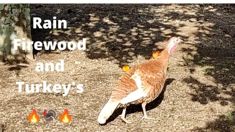 No 25,  Rain , Firewood and Turkeys