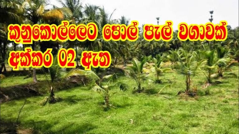 කුනුකොල්ලෙට පැල පොල් ඉඩමක්|land sale | land sale in sri lanka | agriculture land  |idam | kalu malli