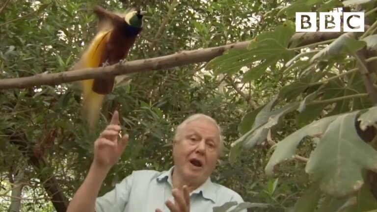 Bird interrupts David Attenborough | Attenborough's Paradise Birds – BBC