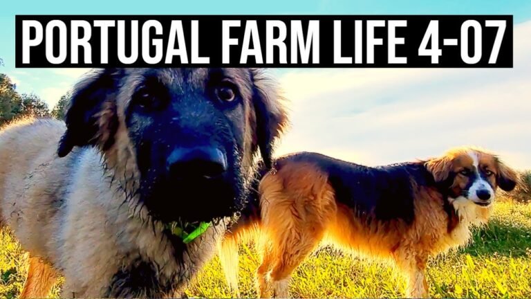 Farms, Friends & Family | PORTUGAL FARM LIFE S4-E07 ✈❤