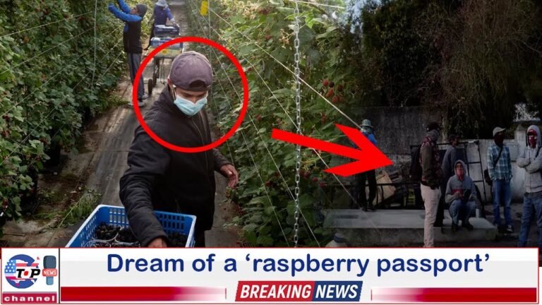 Fruit pickers lured to Portugal by the dream of a ‘raspberry passport’