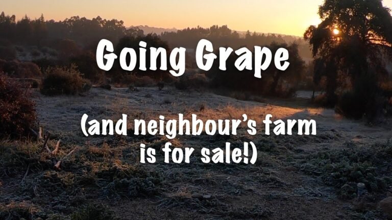 Going Grape, off-grid in Central Portugal (And neighbouring farm for sale!)