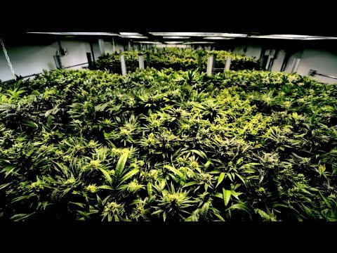 How Portugal and Colorado solved their drug problems | The Economist