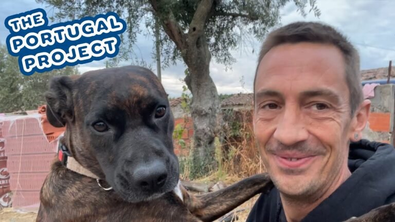MEET ZOEY and BUILDING A FENCE to keep her on te PROPERTY – Portuguese Property Renovation MEET ZOEY and BUILDING A FENCE to keep her on te PROPERTY – Portuguese Property Renovation