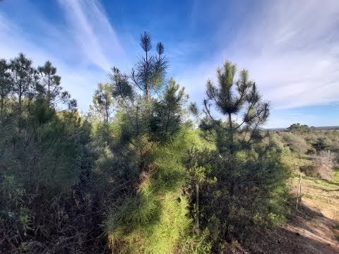 Small farm with well, tank and fruit trees – Sobral do Campo – Portugal.  Price: 10.000,00 Euros