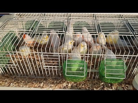 পর্তুগালের পাখির হাট Portugal