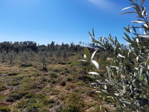 Farm – olive grove construction feasibility, with well use!-São Vicente da Beira. Price:14.000 euros